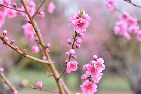 桃 風水|縁起の良い花と実をつける桃の花風水 